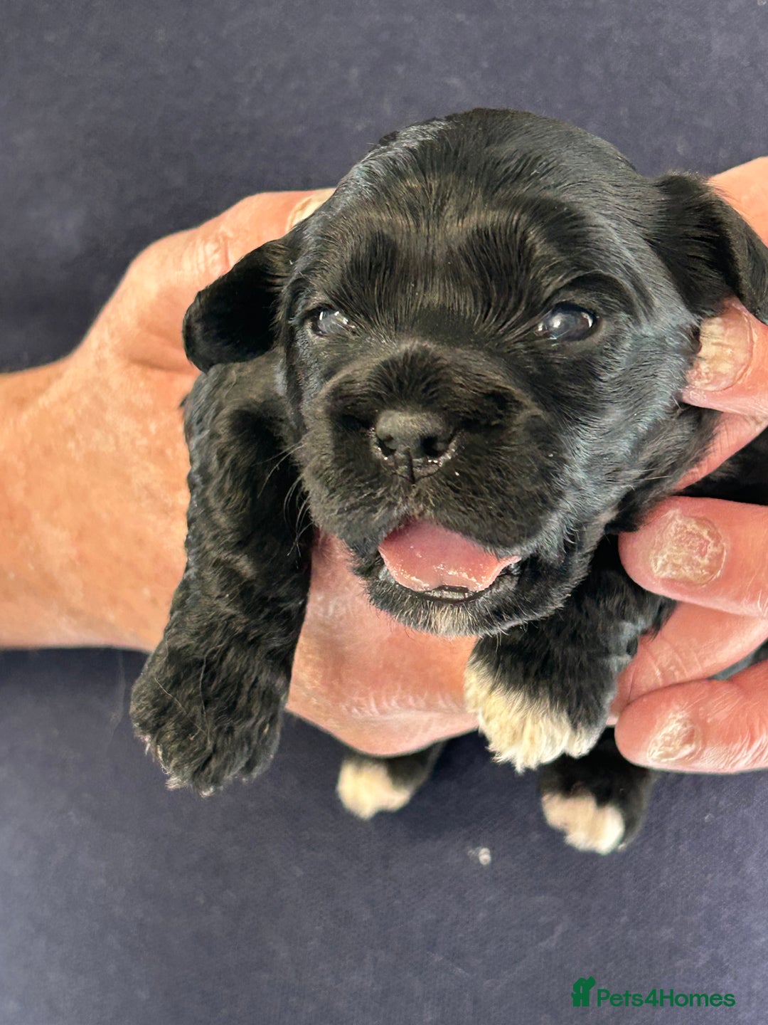 Mixed Breed dogs for sale: Peekapoo puppies for sale  - Image 5