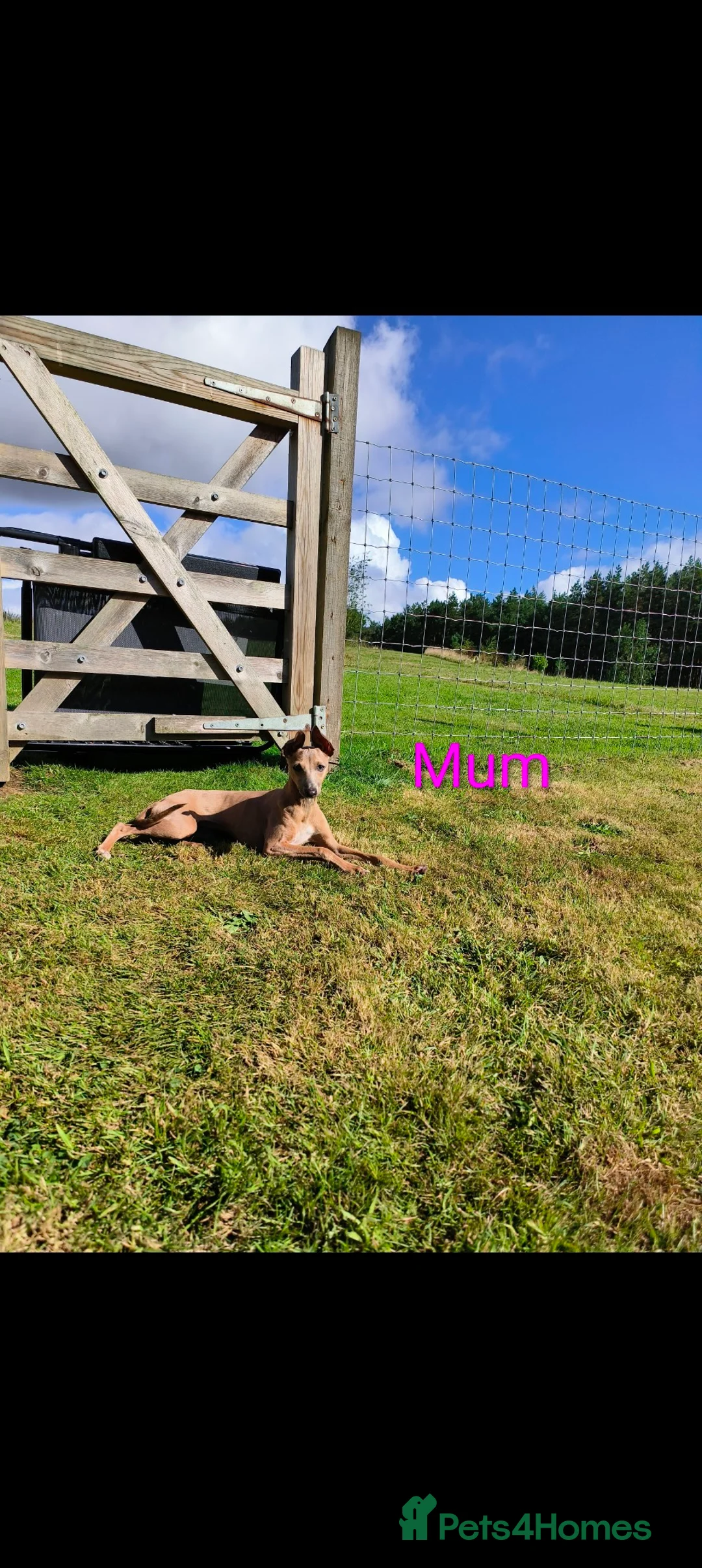 Italian Greyhound dogs for sale: Italian Greyhounds Raised in Loving Home - Advert 9