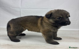 German Shepherd dogs for sale: Chunky German Shepherd Working Line Puppies  - Image 9