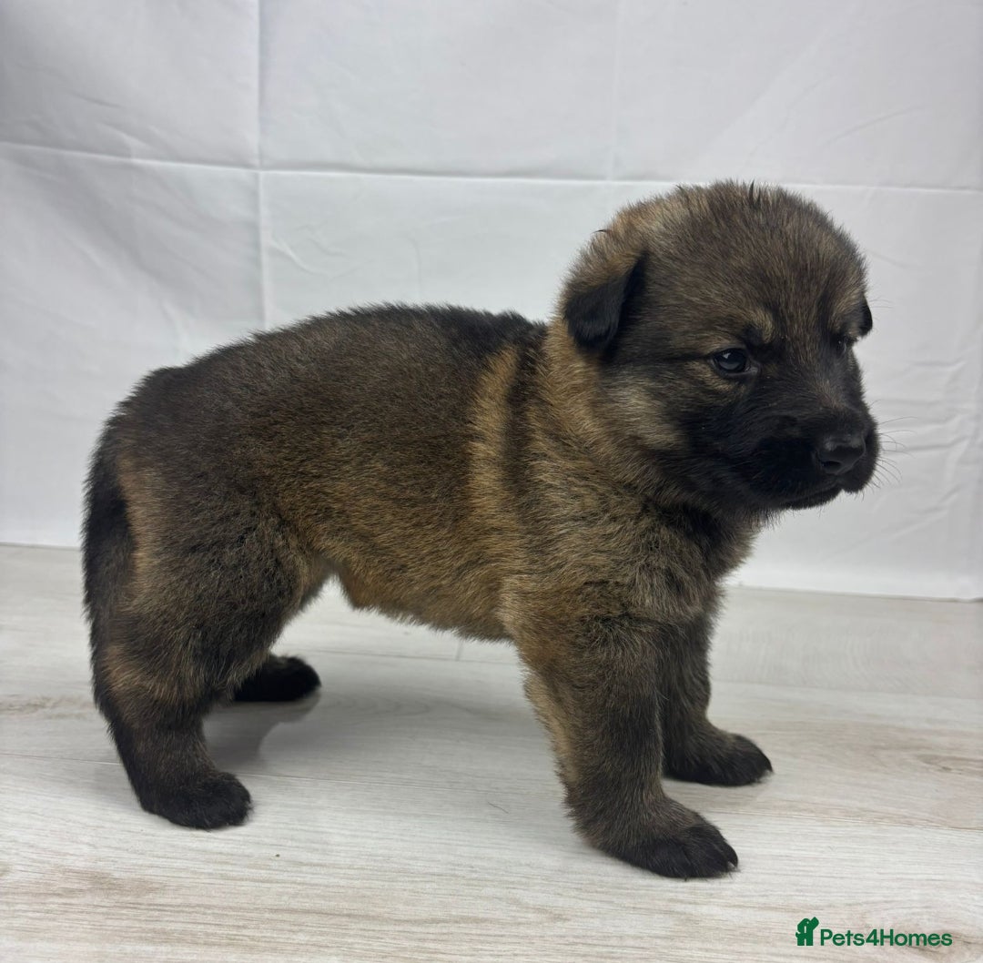 German Shepherd dogs for sale: Chunky German Shepherd Working Line Puppies  - Image 9