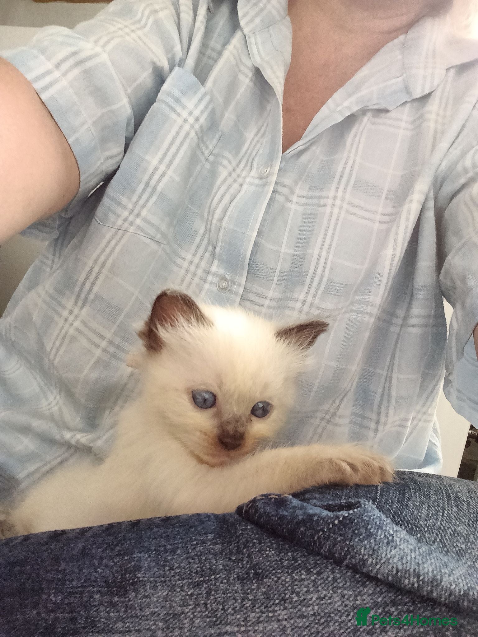 Ragdoll cats GCCF Registered ragdoll kittens available 28 Aug.  - Advert 1