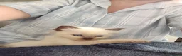 Ragdoll cats for sale: GCCF Registered ragdoll kittens available 28 Aug.  in Lincoln - Advert 1