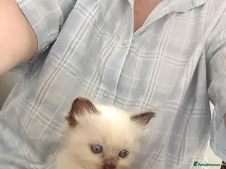 Ragdoll cats GCCF Registered ragdoll kittens available 28 Aug. - Advert 1