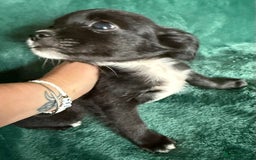 Chihuahua dogs for sale: Chihuahua X Puppies - Image 10
