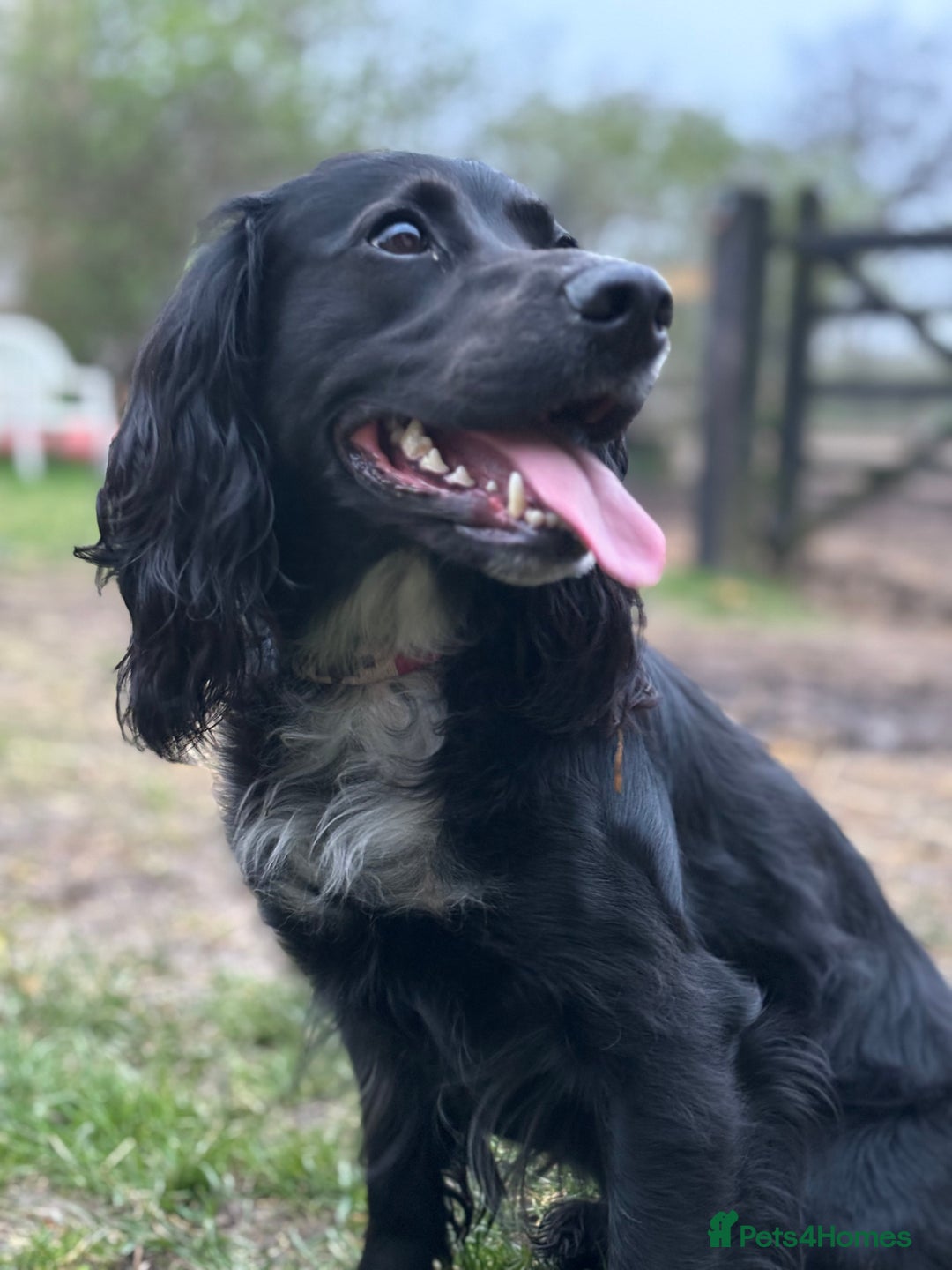 Mixed Breed dogs for sale: Dalmatian X Cocker spaniel - Advert 3