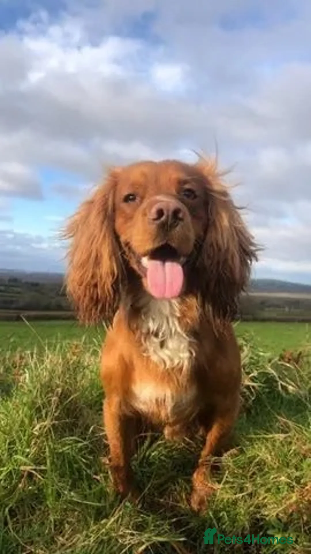 Cocker Spaniel dogs for stud: Gorgeous Red Cocker Spaniel Stud in Saint Austell - Advert 4