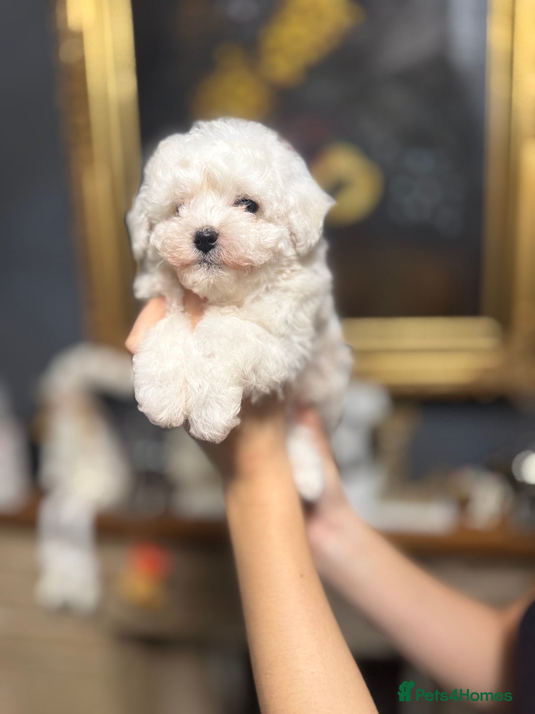 Bichon Frise dogs for sale: champion blood line bichon frise  - Advert 6