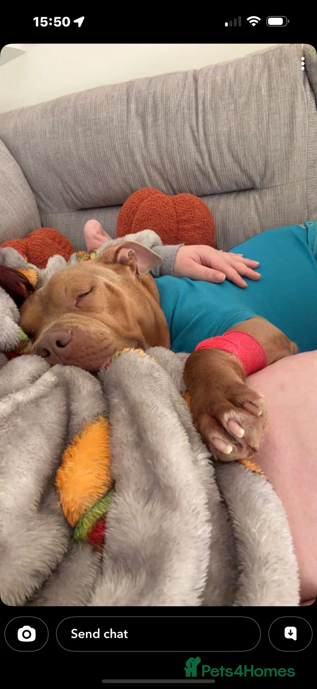 Staffordshire Bull Terrier dogs for sale: Dexter a loving pup need new home  - Advert 1