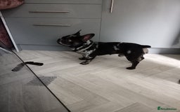 French Bulldog dogs for sale: Male frenchie - Image 1