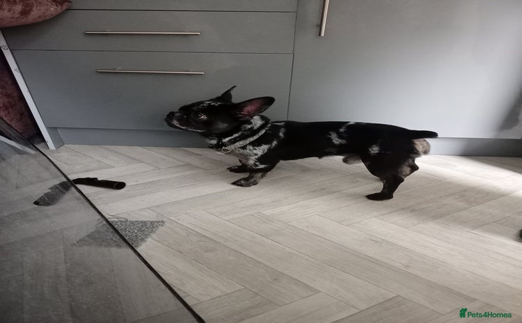 French Bulldog dogs - Advert 4