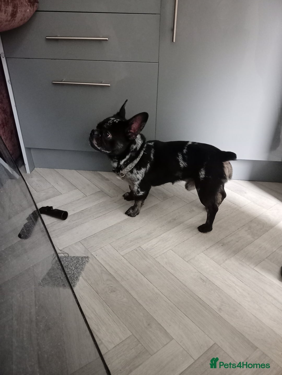 French Bulldog dogs for sale: Male frenchie - Image 1