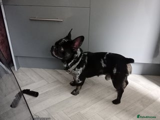 French Bulldog dogs - Advert 27