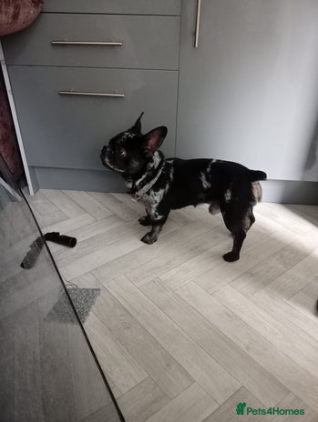 French Bulldog dogs - Advert 18