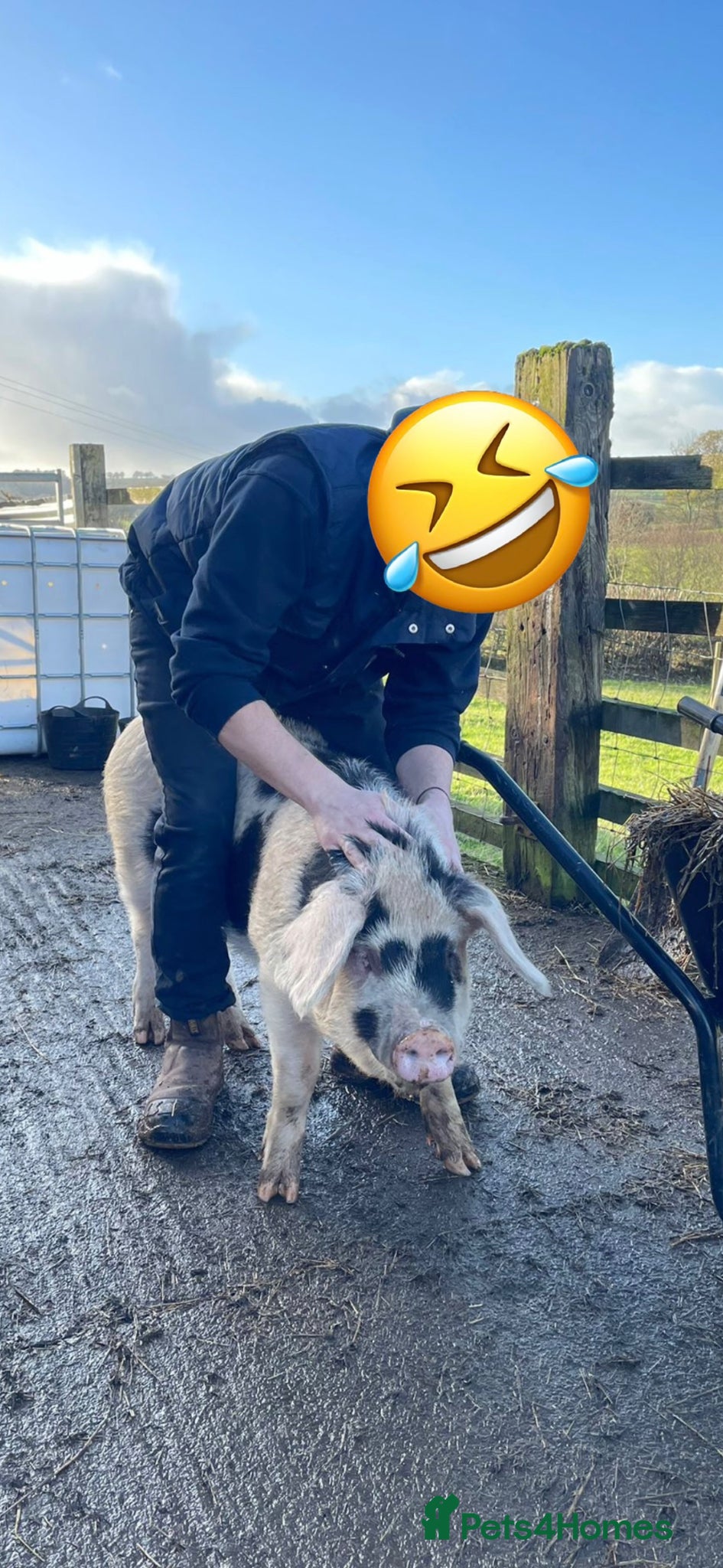 Pig livestock GOS Boar for sale - Advert 3