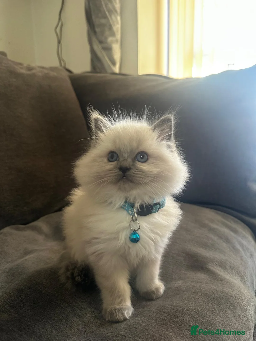 Ragdoll cats for sale: **REDUCED** Beautiful ragdoll kittens for sale  - Advert 13