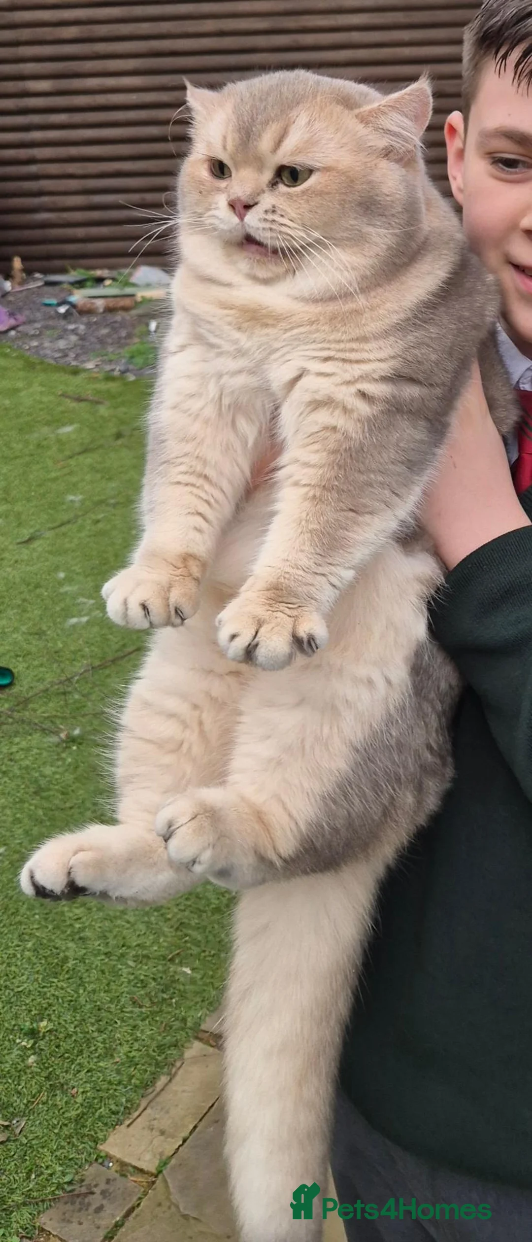 British Shorthair cats for sale: Blue Golden retired stud boy . - Advert 2