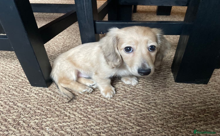 Miniature Dachshund dogs - Advert 3