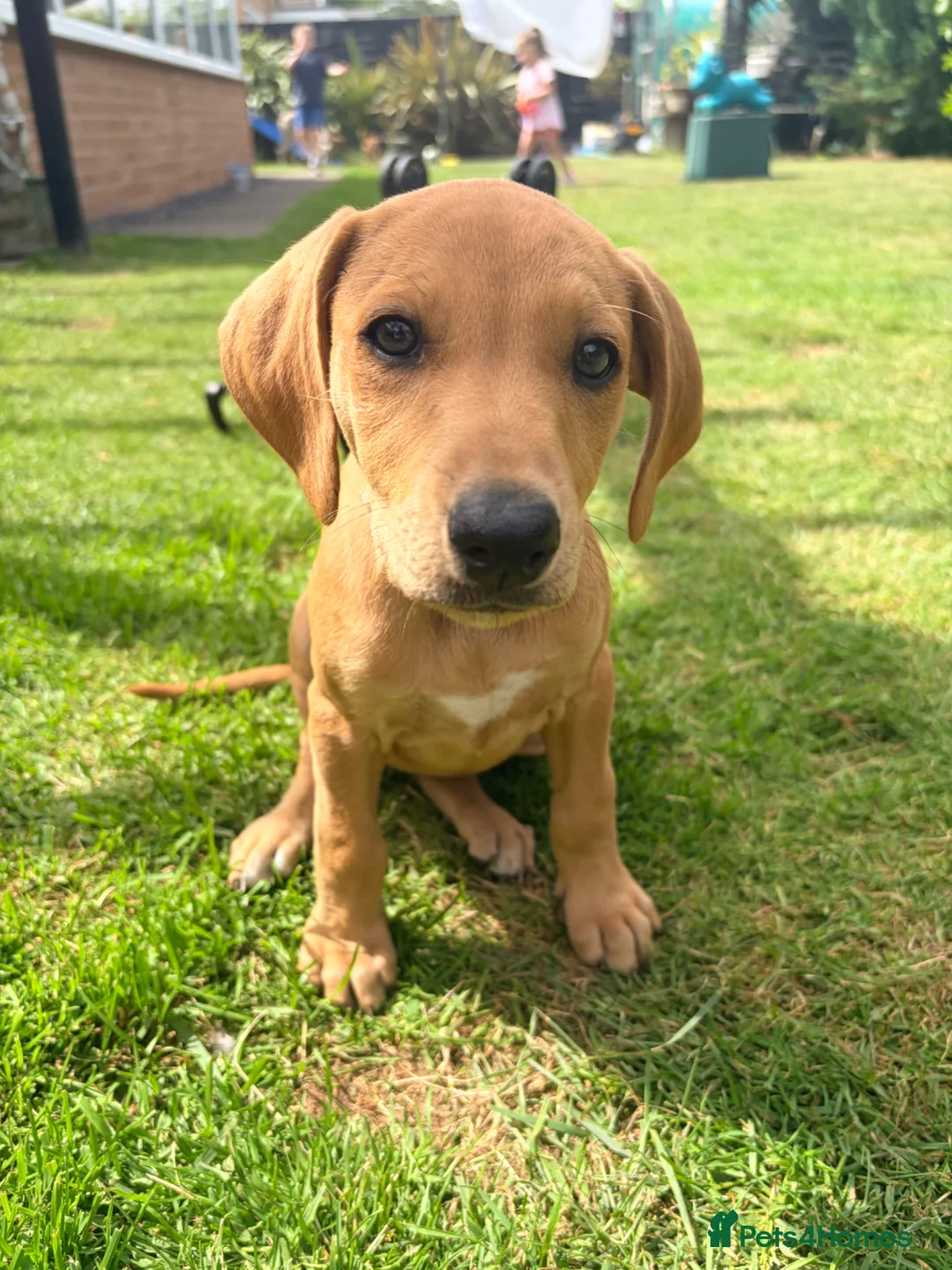 Mixed Breed dogs for sale: Vizzy whips puppies for sale  - Advert 1