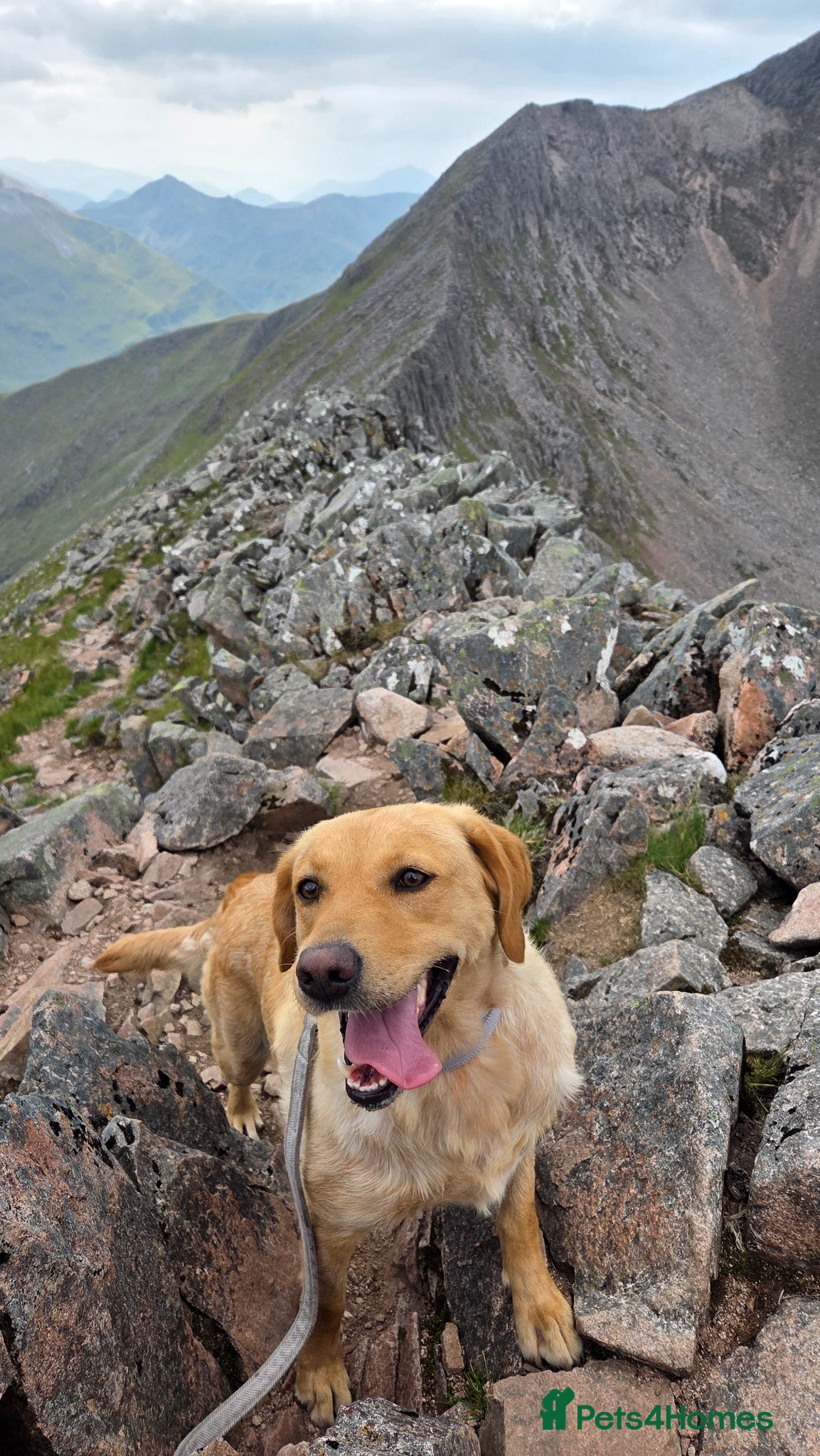 Labrador Retriever dogs KC Registered Black Labrador Puppies - Advert 2