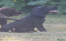 Cocker Spaniel dogs for sale: READY TO NOW Cocker spaniels puppies  - Image 6