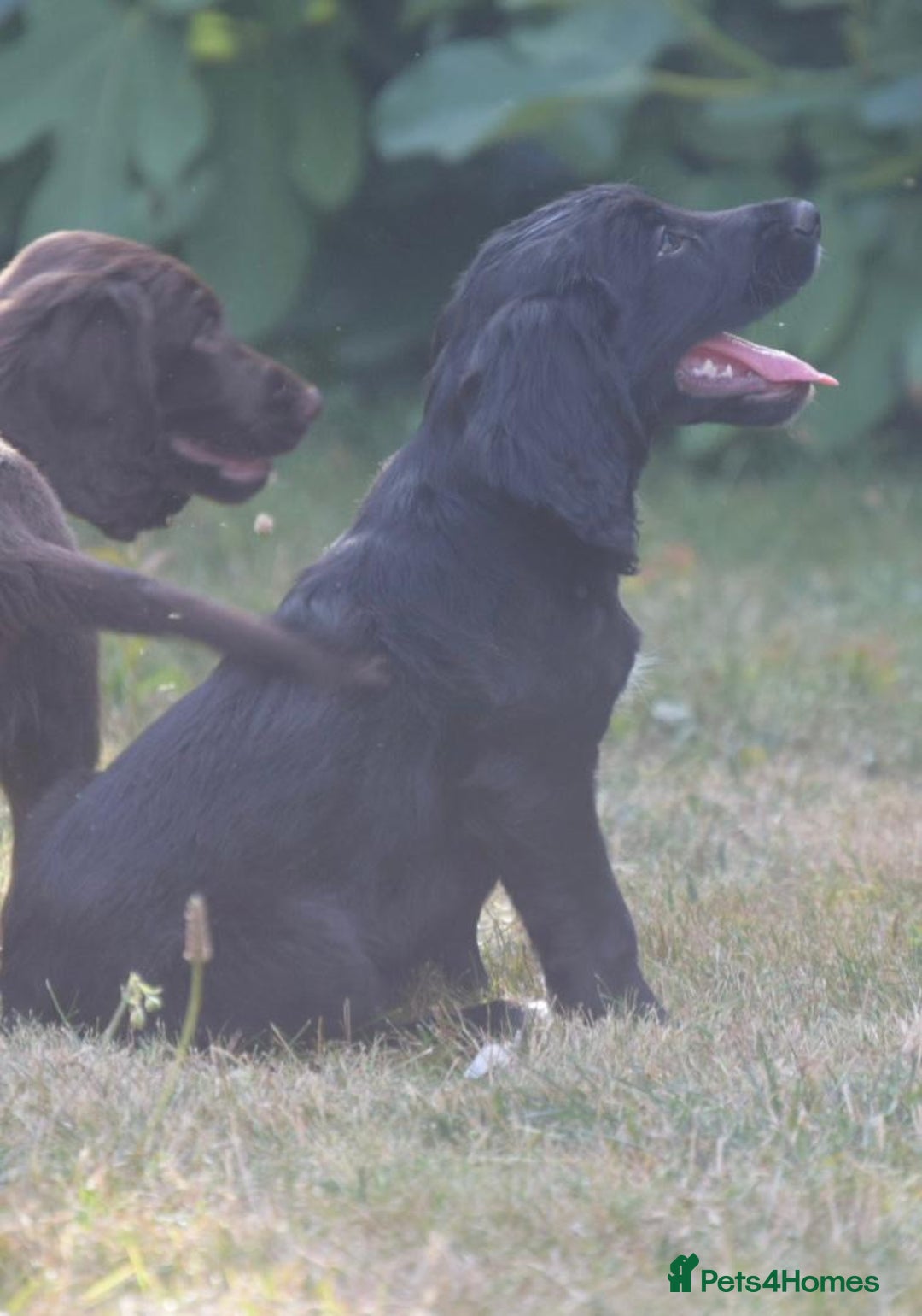 Cocker Spaniel dogs for sale: READY TO NOW Cocker spaniels puppies  - Image 6