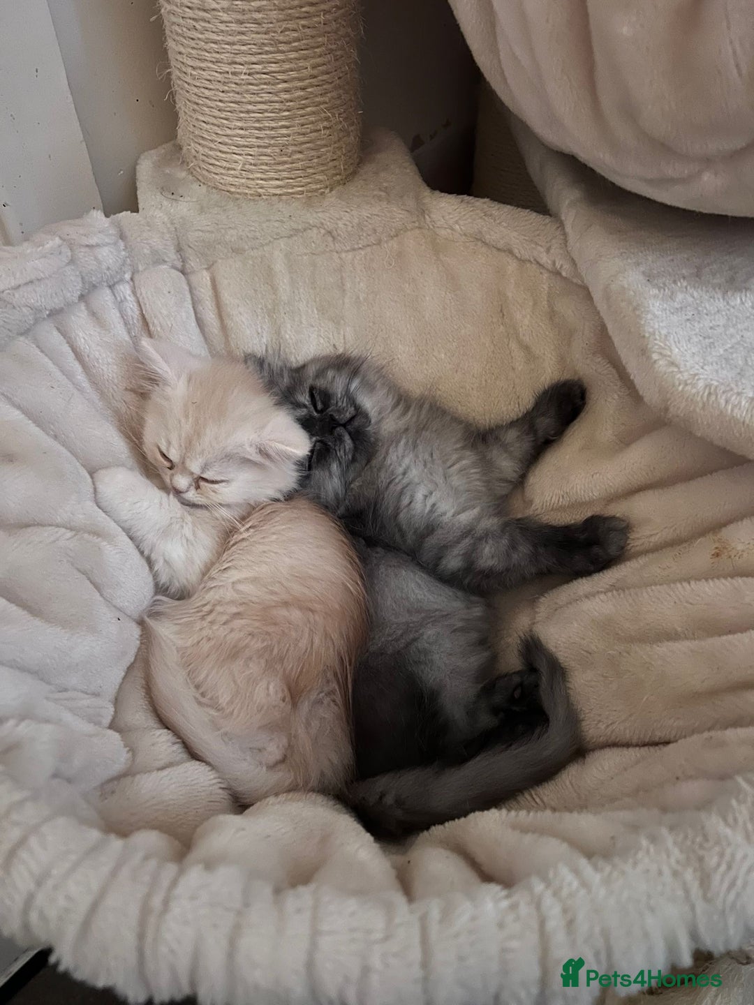 Persian cats for sale: 2 gorgeous cuddly Persian baby boys💙 - Advert 6