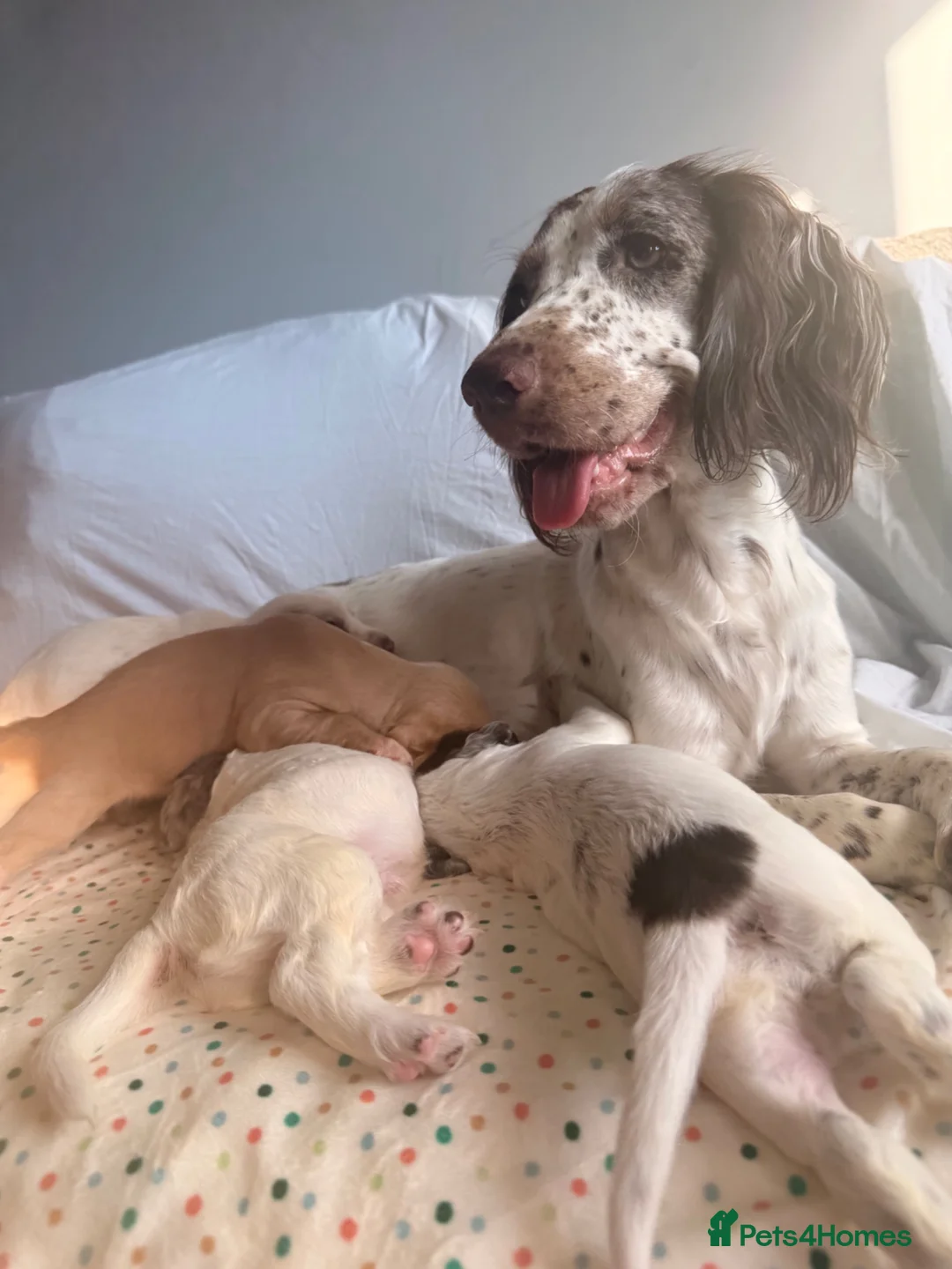 Cocker Spaniel dogs for sale: 6 beautiful cocker spaniel puppies  - Advert 17