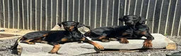 Dobermann dogs for sale:  doberman puppies  - Advert 7