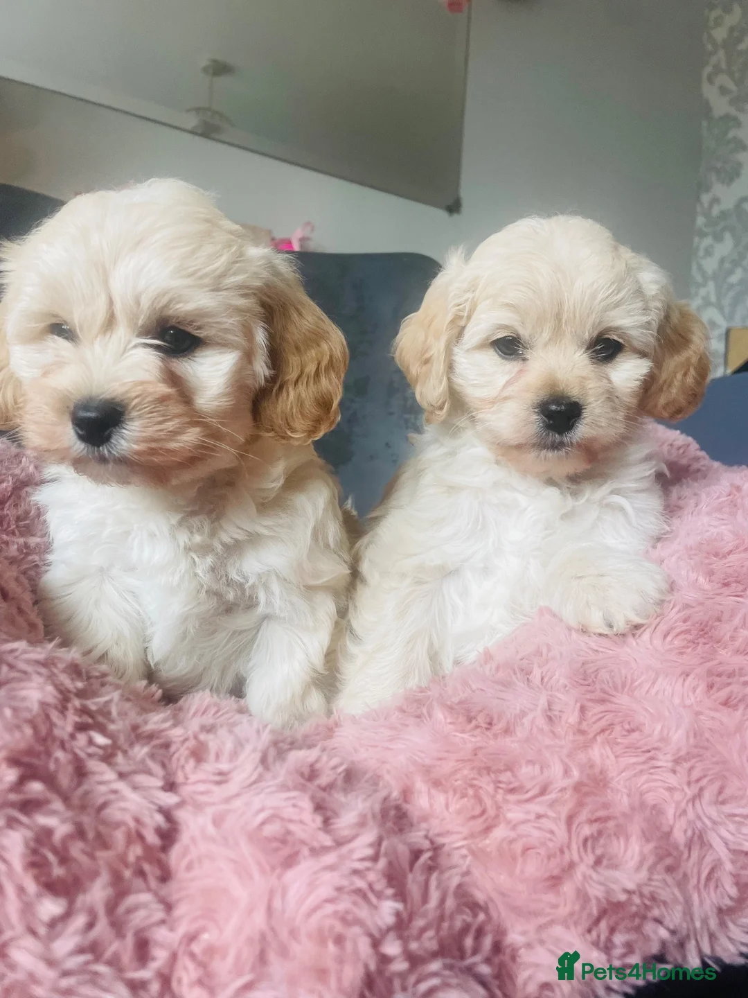 Mixed Breed dogs for sale: 4 Cavapoo girls ready  - Advert 1
