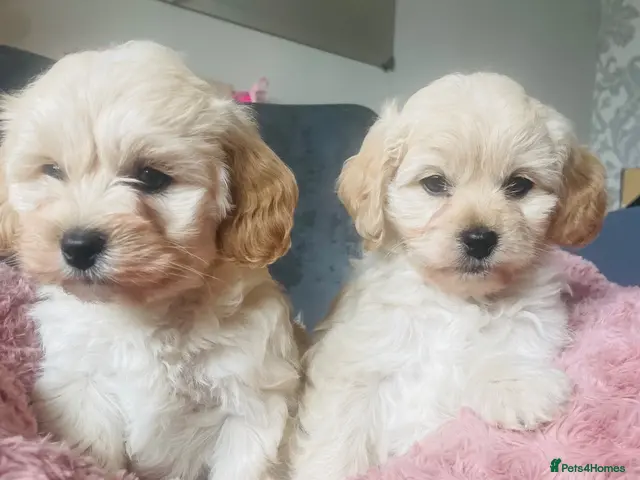 Mixed Breed dogs for sale: 4 Cavapoo girls ready - Advert 5