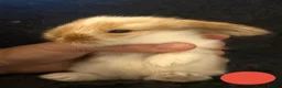Mini Lop rabbits for sale: Mini Lion Lop Bunnies - Advert 18