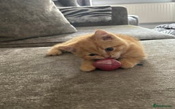 British Shorthair cats for sale: British short hair kittens  - Image 27