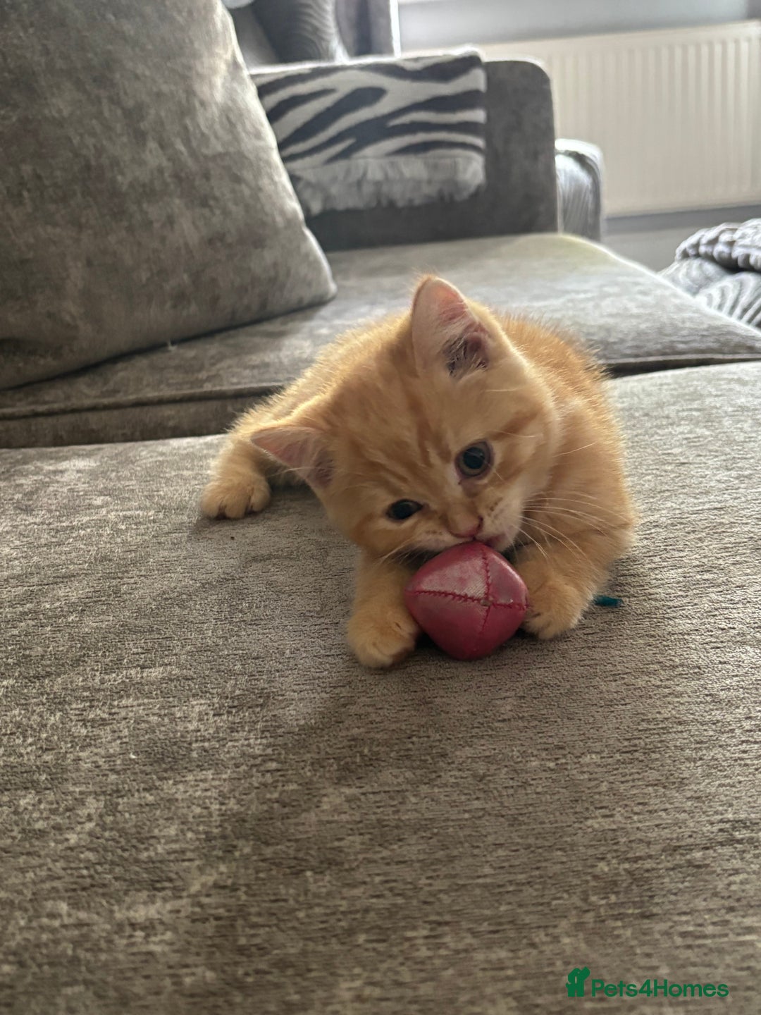 British Shorthair cats for sale: British short hair kittens  - Image 27