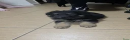 German Shepherd dogs for sale: LAST 3 PUPS READY TO GO NOW - Advert 3