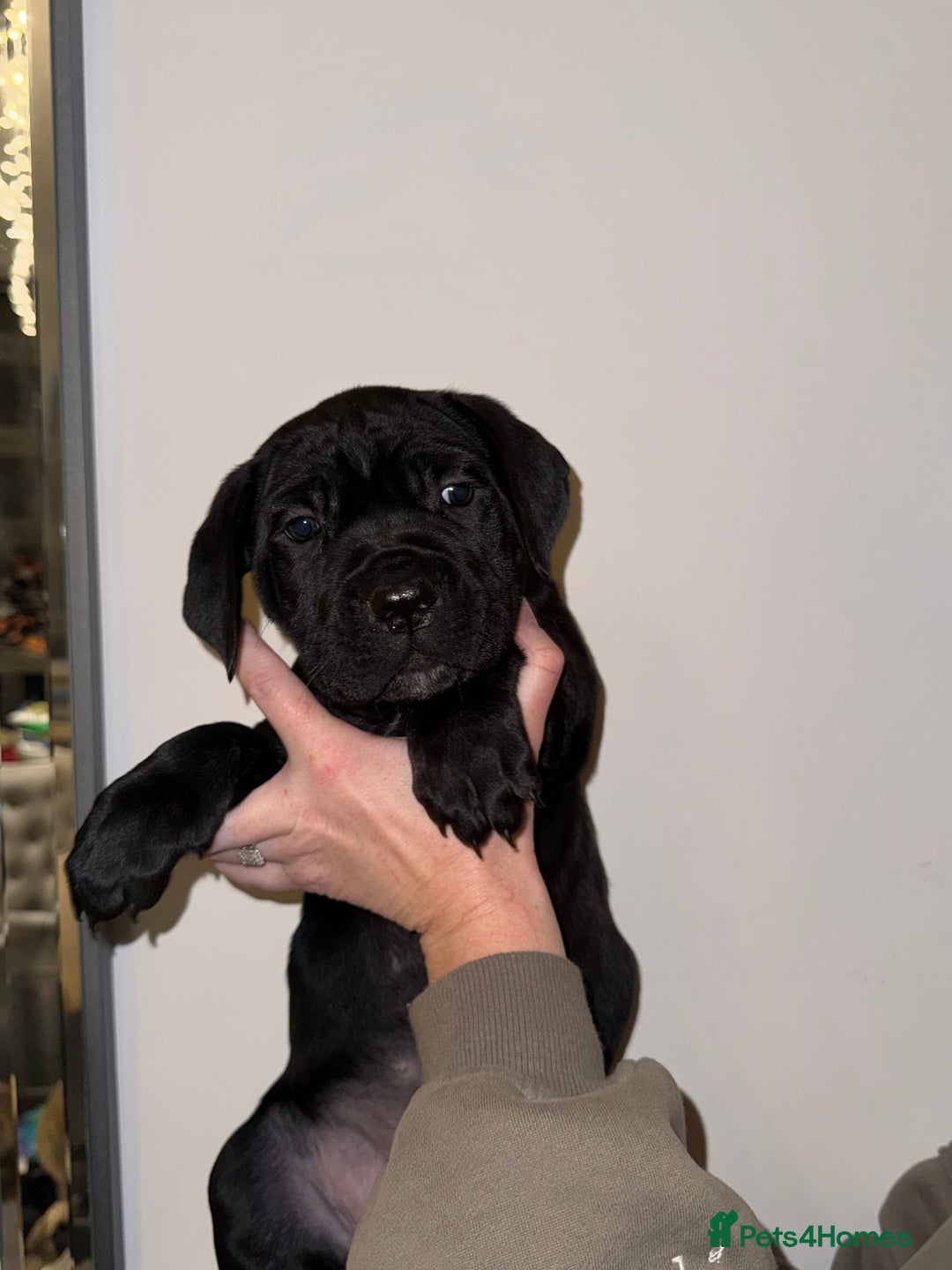 Cane Corso dogs for sale: Cane Corso puppies family reared no expense spared - Advert 38