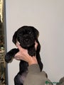 Cane Corso Puppy white