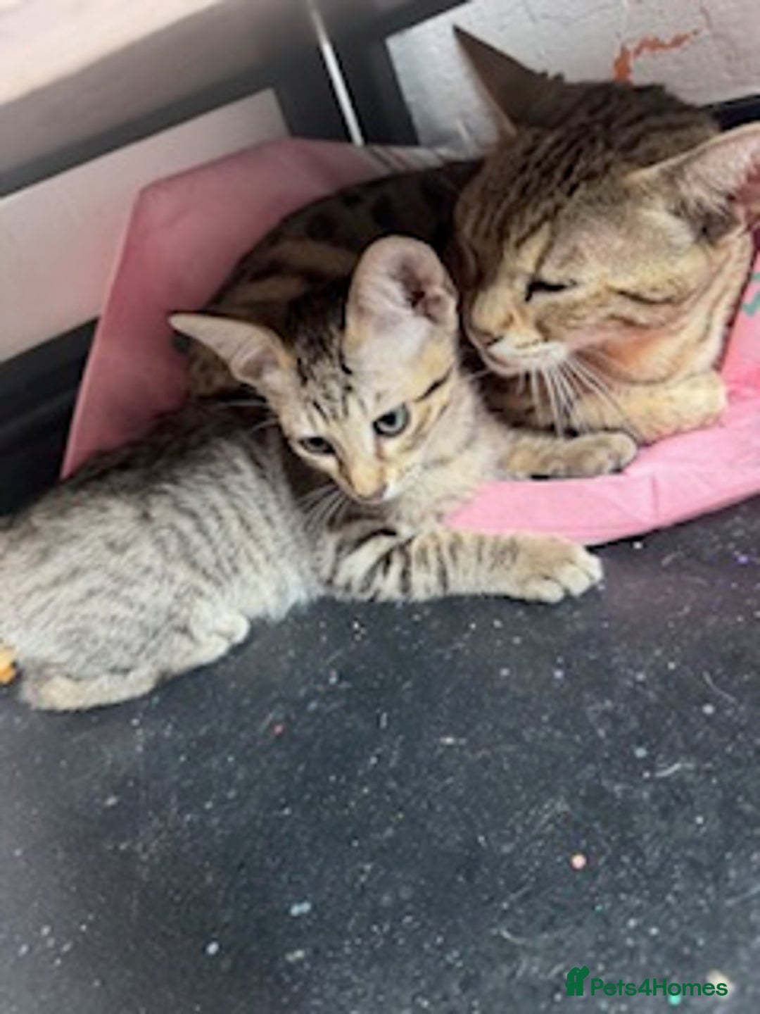 Savannah cats for sale: Glorious Savannah Babies - 1 Boy left - Image 22