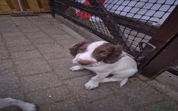 English Springer Spaniel dogs for sale: Springer spaniel puppies  - Image 4