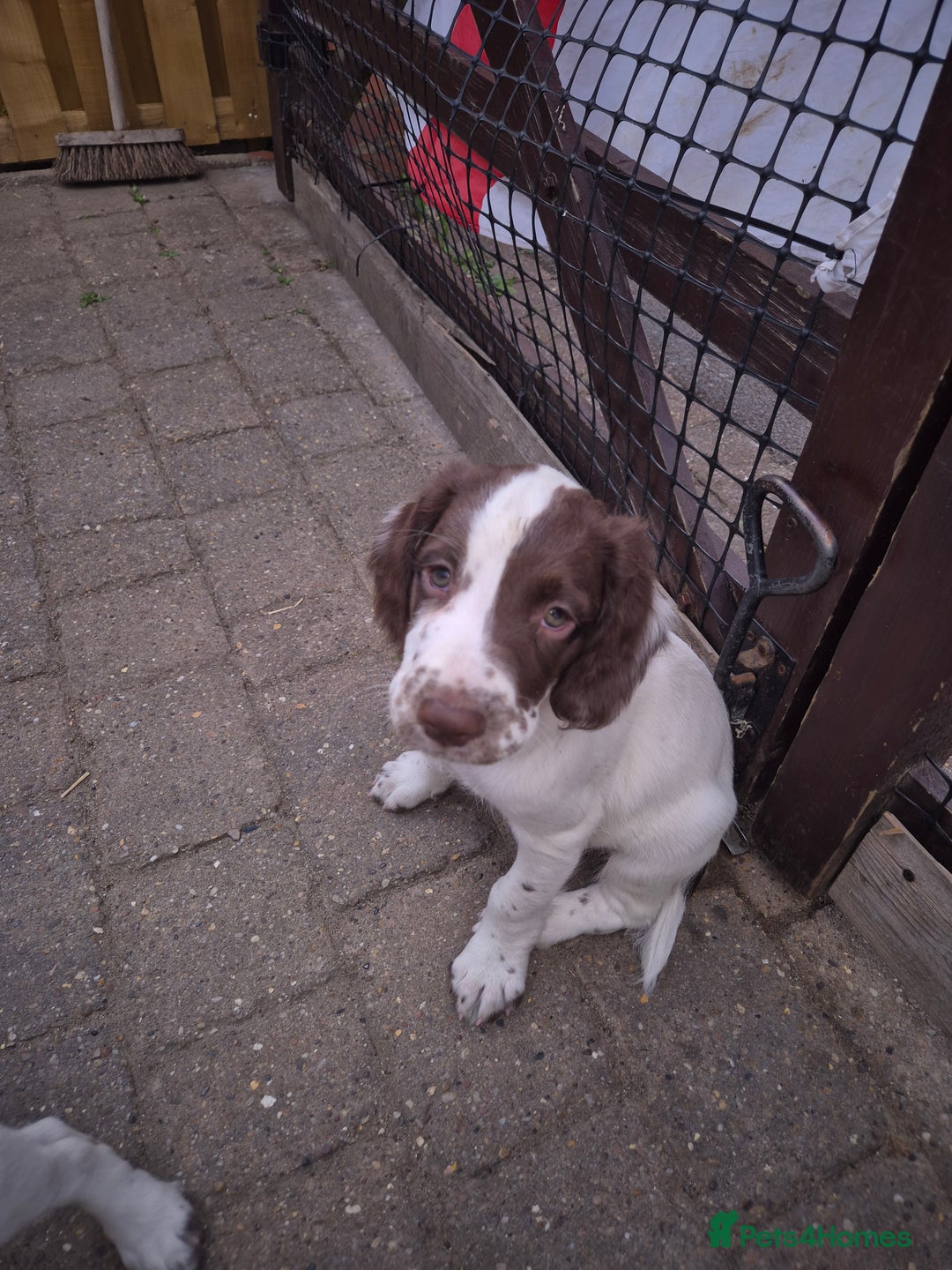 English Springer Spaniel dogs for sale: Springer spaniel puppies  - Image 4