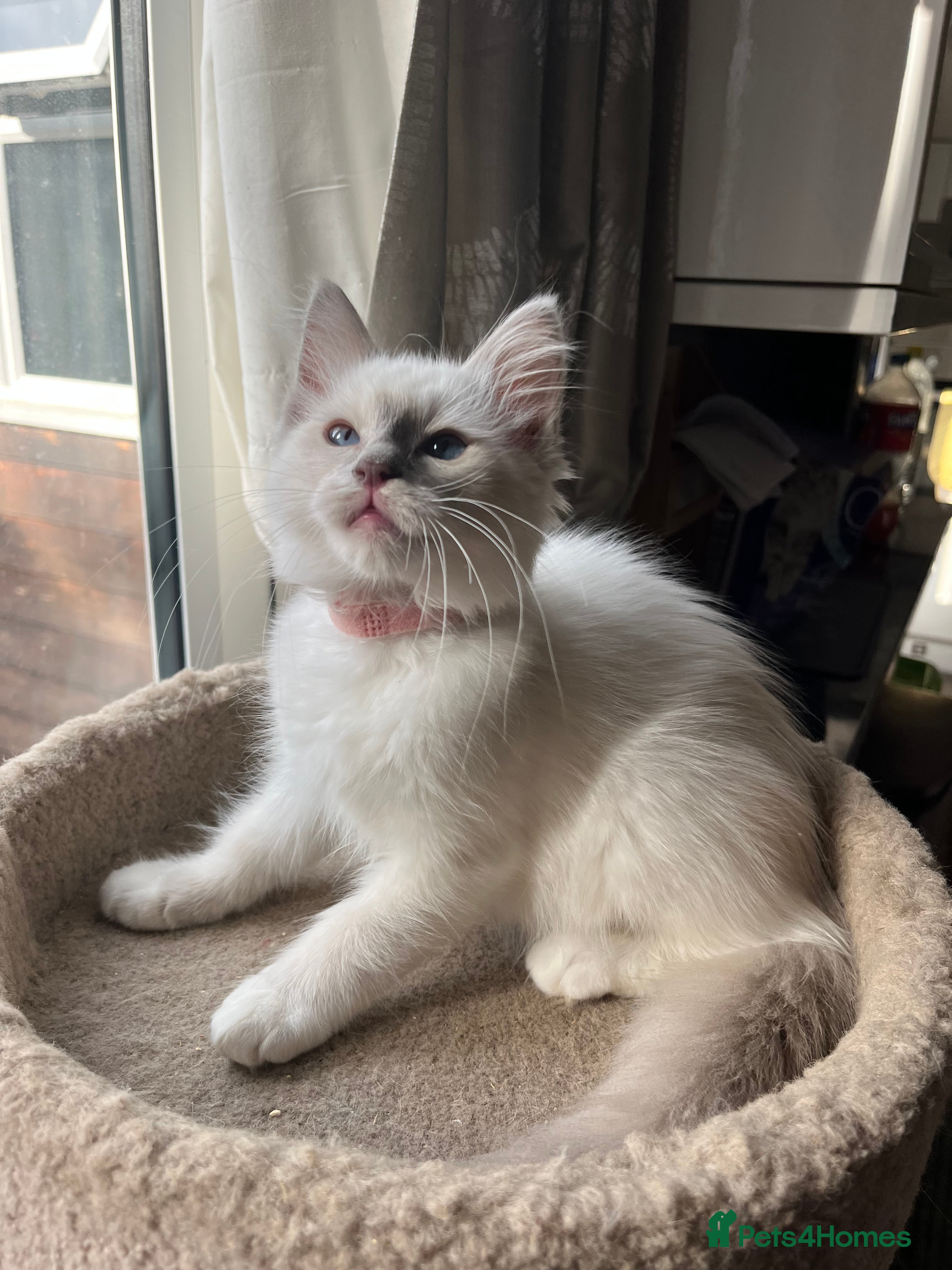 Ragdoll cats ❤️ Gorgeous ragdoll kittens ready now  ❤️ - Advert 15