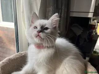 Ragdoll cats ❤️ Gorgeous ragdoll kittens ready now ❤️ - Advert 15