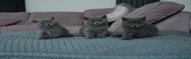 British Shorthair kittens