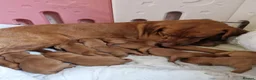 Labrador Retriever dogs for sale: KC REGISTERED FOX RED PUPPIES  in Bacup - Advert 2