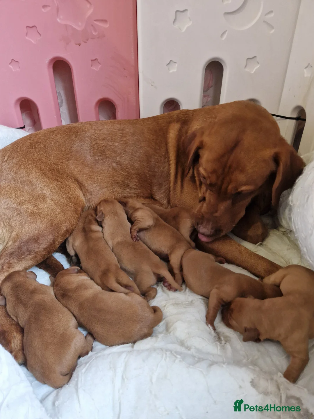 Labrador Retriever dogs for sale: KC REGISTERED FOX RED PUPPIES  in Bacup - Advert 2