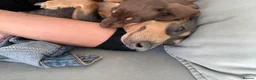 Miniature Dachshund dogs for sale: READY TO GO ! Miniature smooth haired dachshund - Advert 28