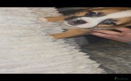 Mixed Breed dogs for sale: Very adorable Shih tzu for sale , 2 boys and 1girl - Advert 5