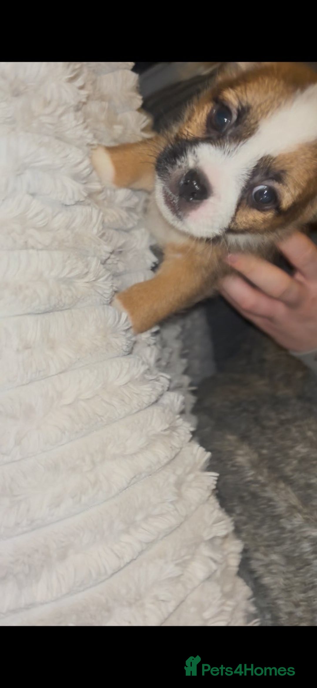 Mixed Breed dogs for sale: Very adorable Shih tzu for sale , 2 boys and 1girl - Advert 5