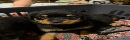 Rottweiler dogs for sale: 2 Beautiful and Playful Rottweiler puppies  - Advert 14