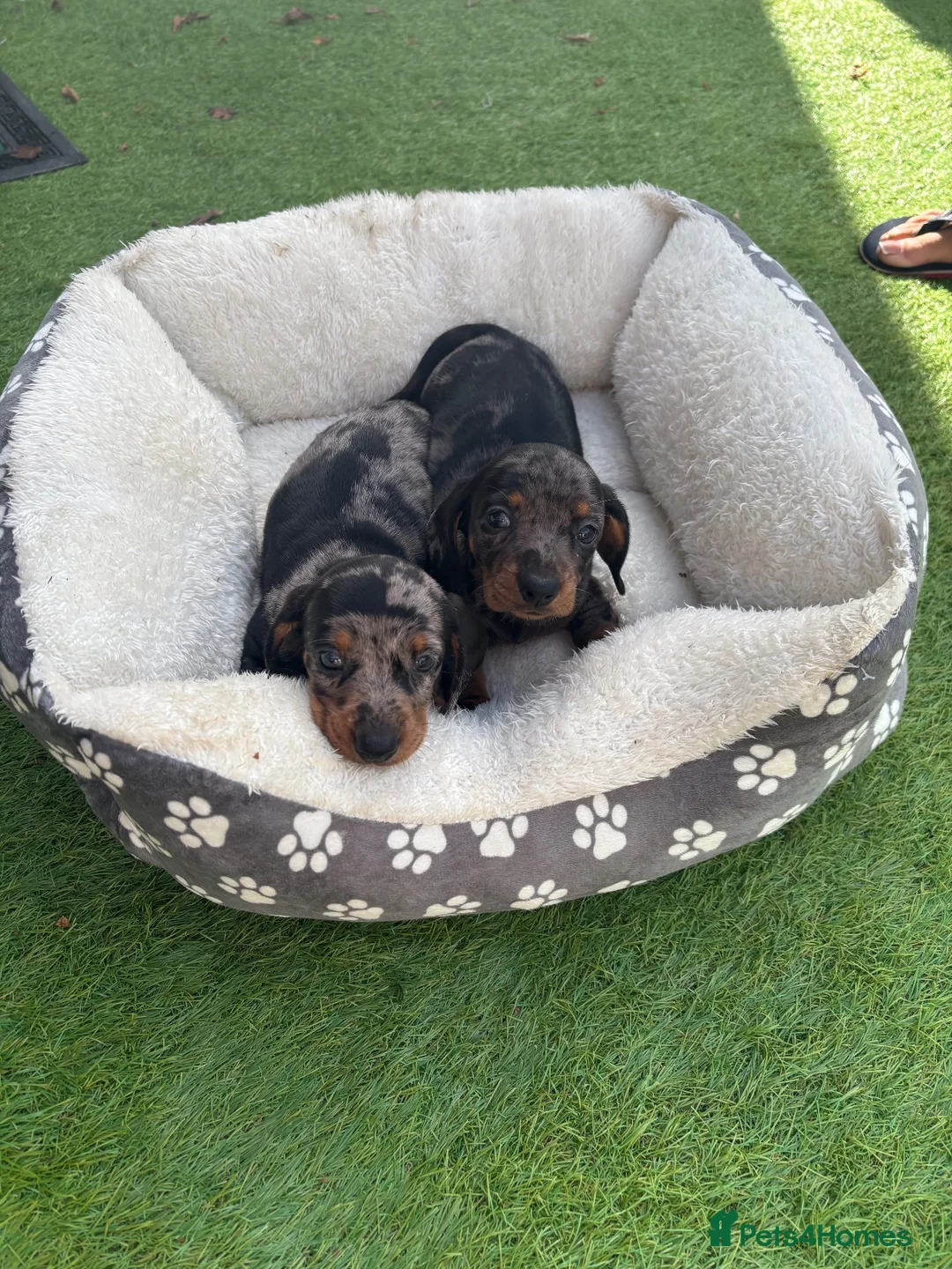 Miniature Dachshund dogs for sale: Two adorable Dapple Miniature Dachshund Puppies in Llangadog - Advert 2