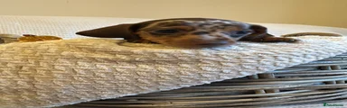 Miniature Dachshund 3